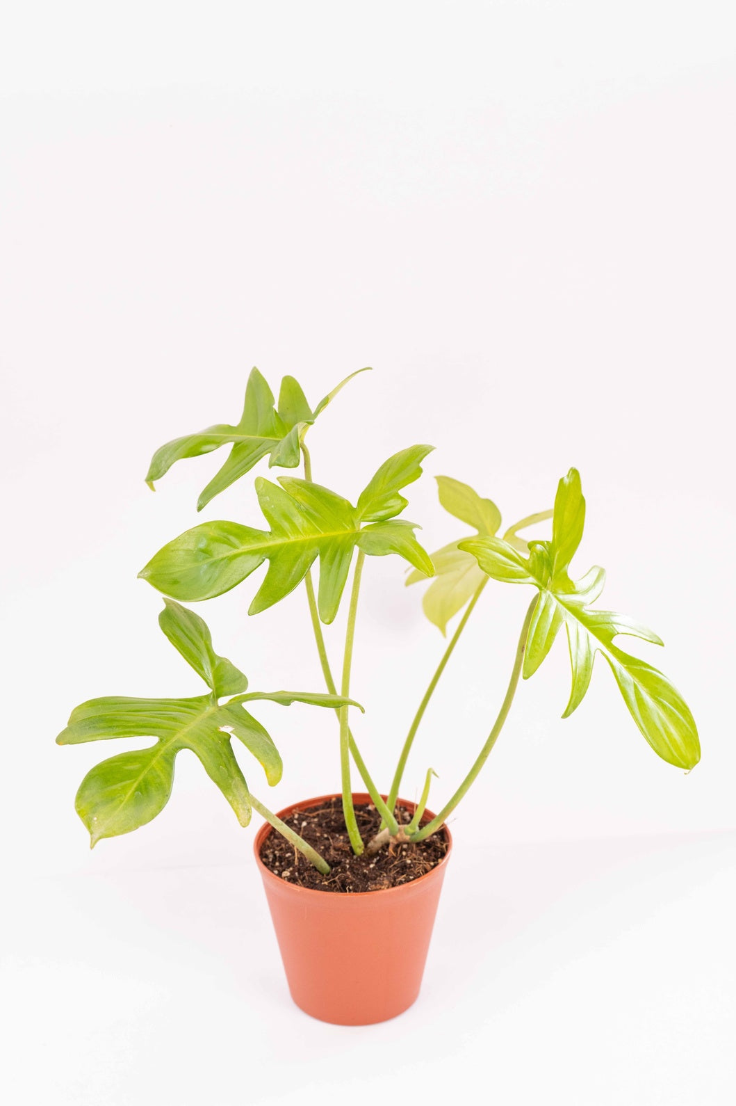 Philodendron Florida Green