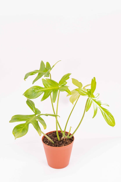 Philodendron Florida Green