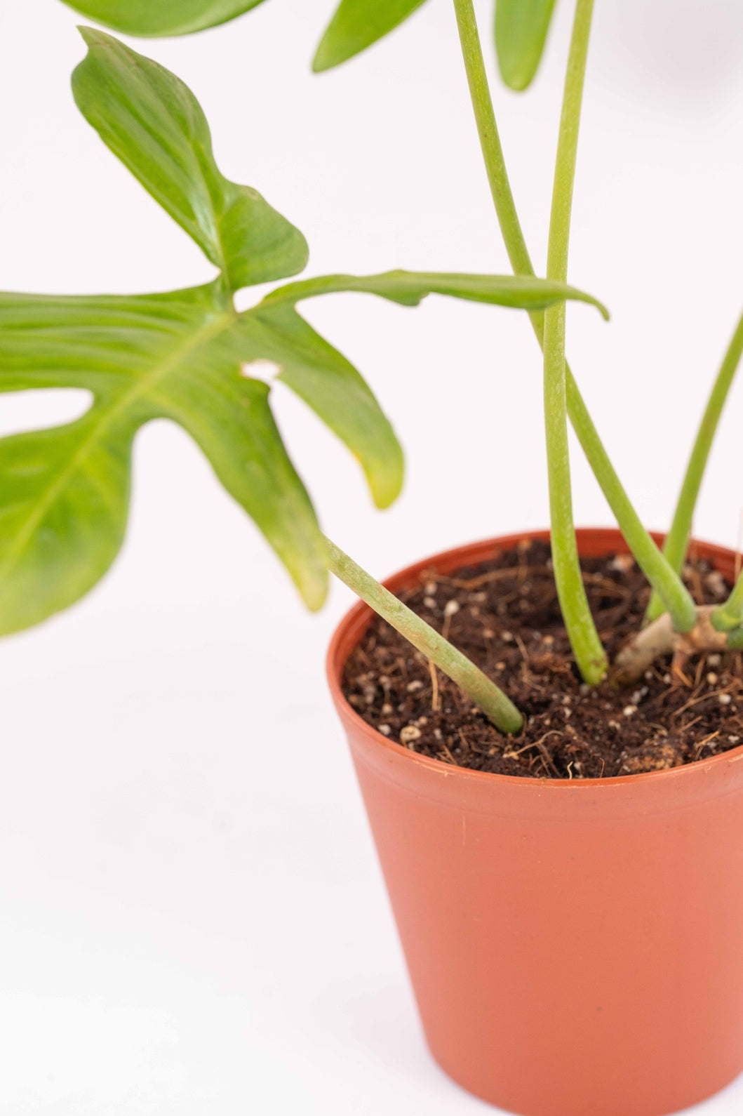 Philodendron Florida Green