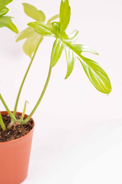 Philodendron Florida Green