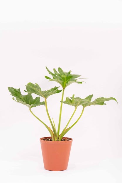 Philodendron Selloum Green