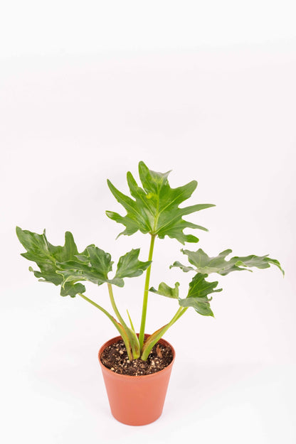 Philodendron Selloum Green