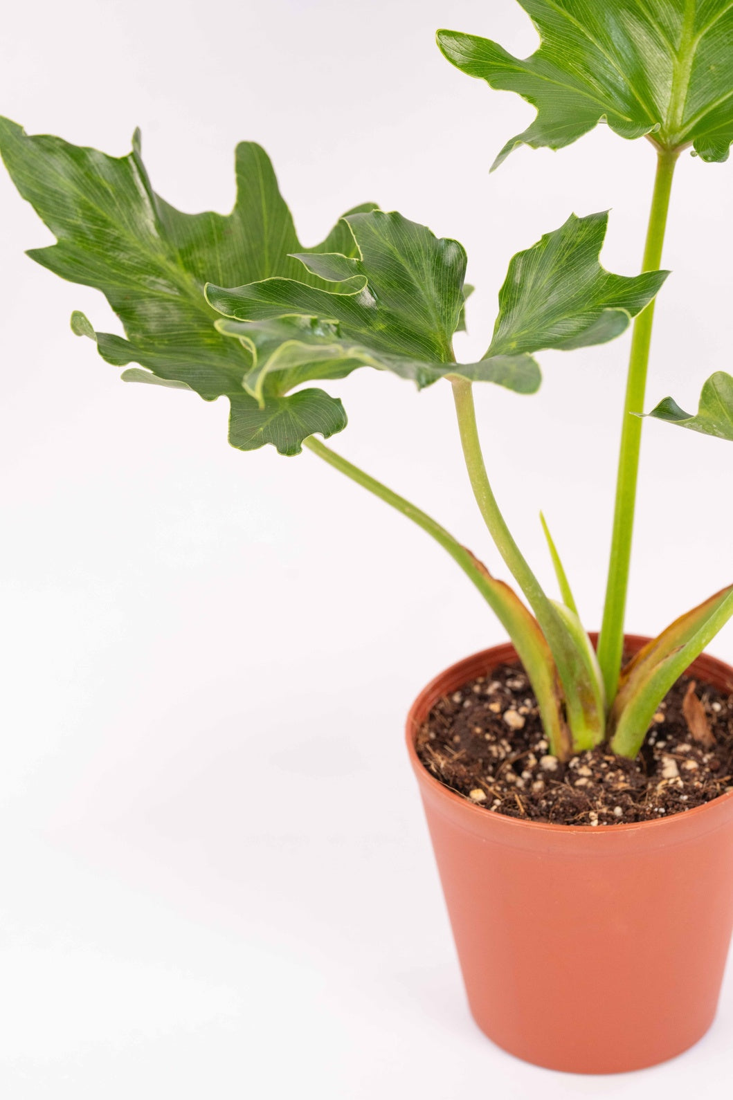Philodendron Selloum Green