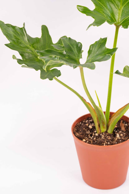 Philodendron Selloum Green