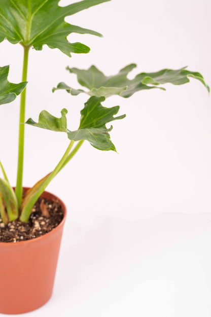 Philodendron Selloum Green