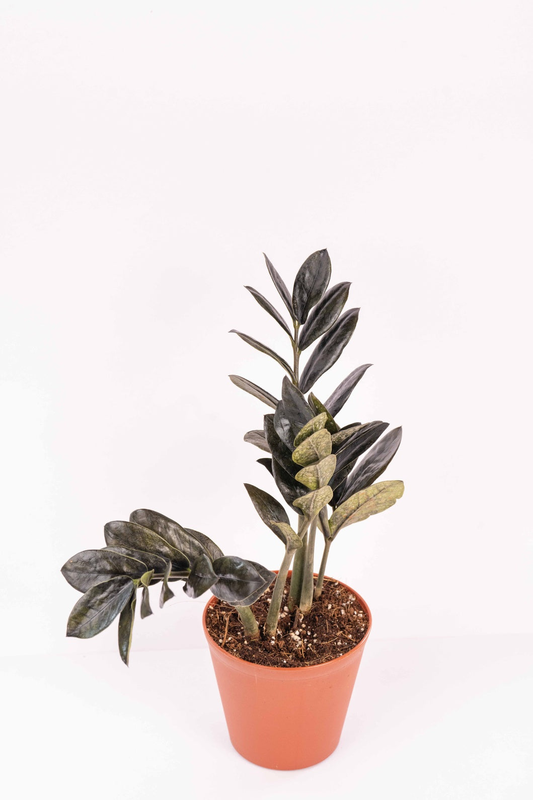 Black ZZ - Zamioculcas Zamiifolia