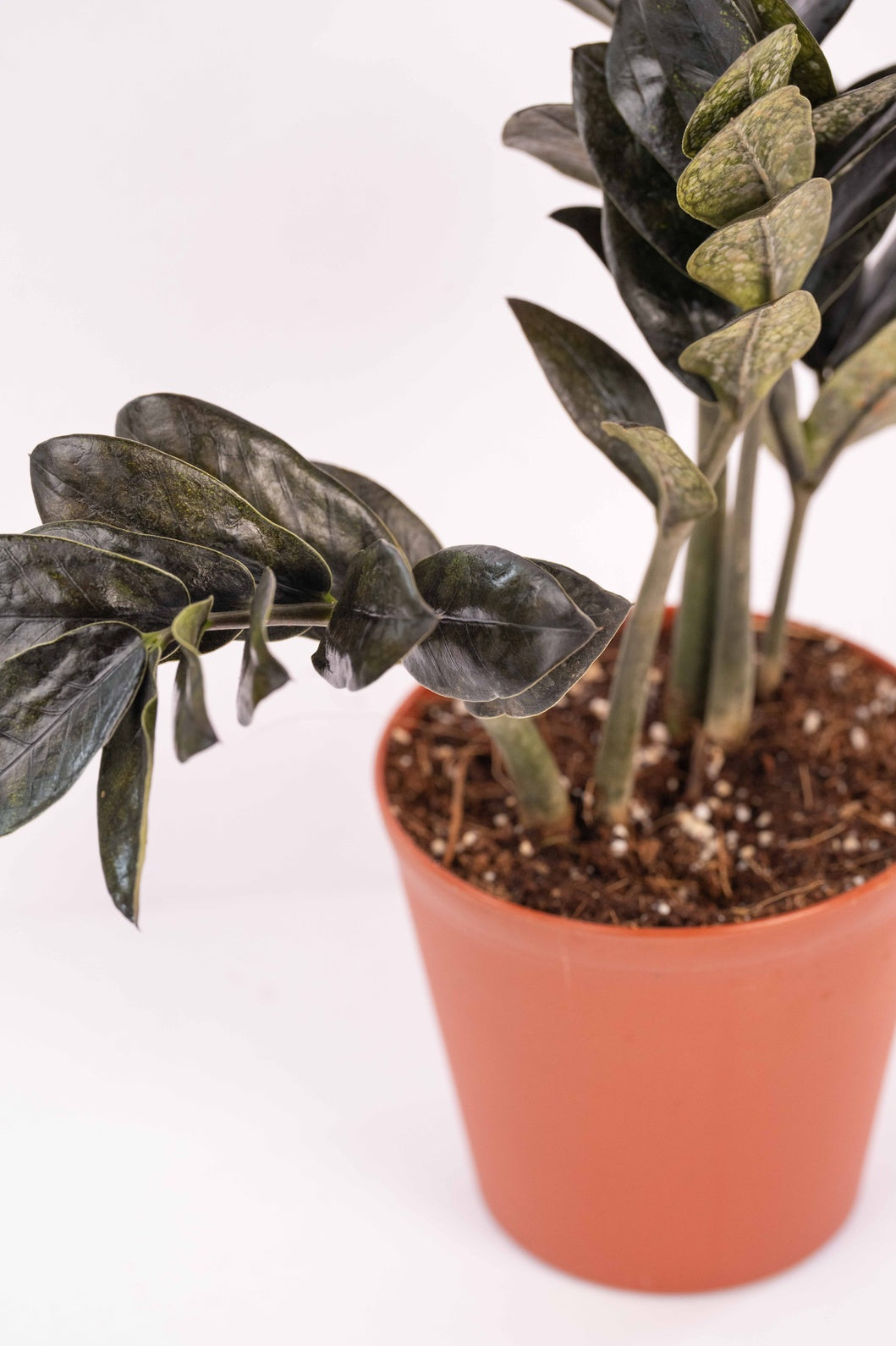 Black ZZ - Zamioculcas Zamiifolia