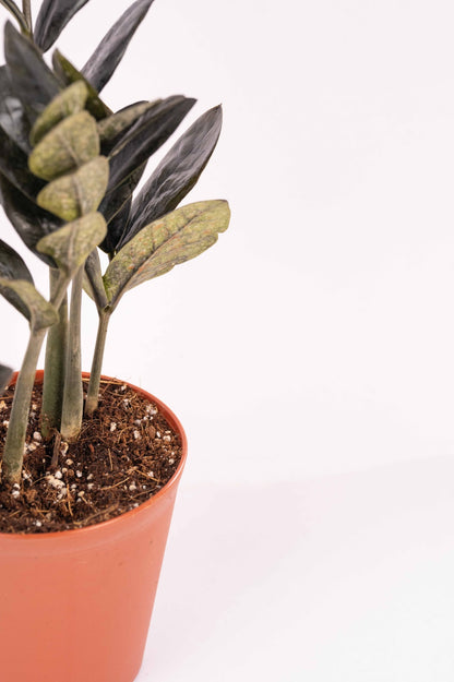 Black ZZ - Zamioculcas Zamiifolia