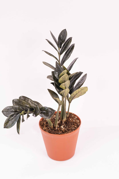 Black ZZ - Zamioculcas Zamiifolia