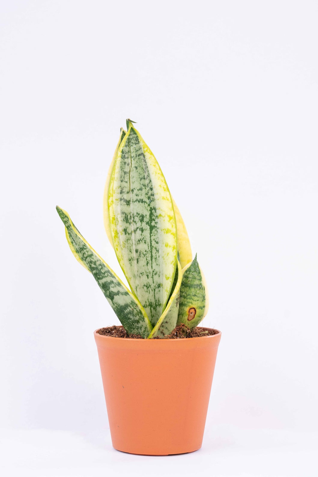 Sansevieria Golden Long - Snake Plant