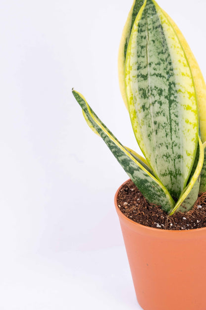 Sansevieria Golden Long - Snake Plant