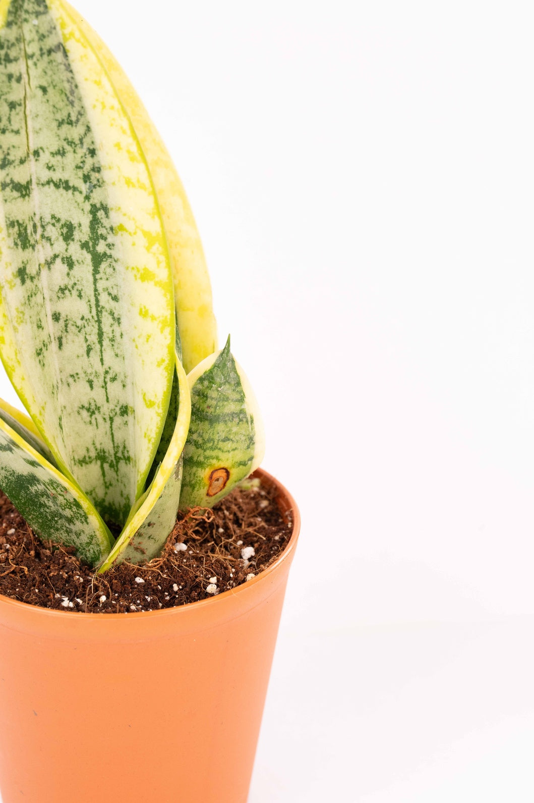 Sansevieria Golden Long - Snake Plant