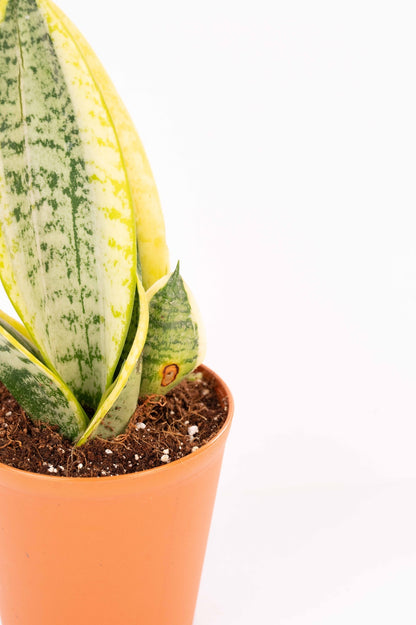 Sansevieria Golden Long - Snake Plant