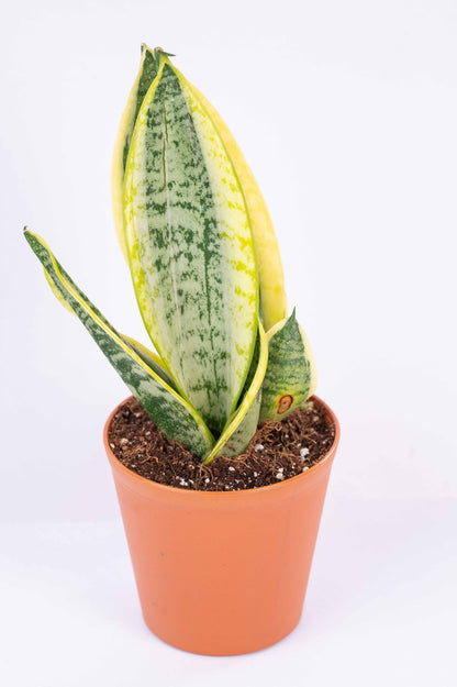 Sansevieria Golden Long - Snake Plant
