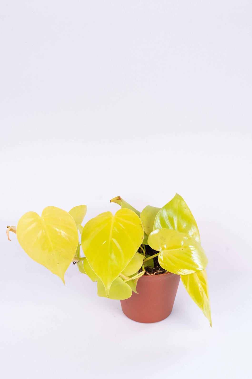 Philodendron Oxycardium Golden Plant
