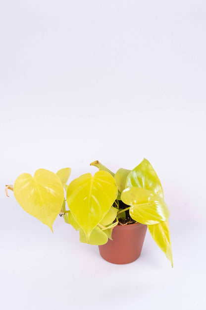Philodendron Oxycardium Golden Plant