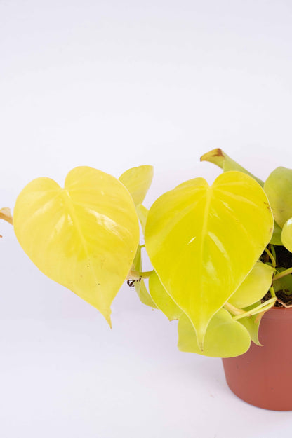 Philodendron Oxycardium Golden Plant