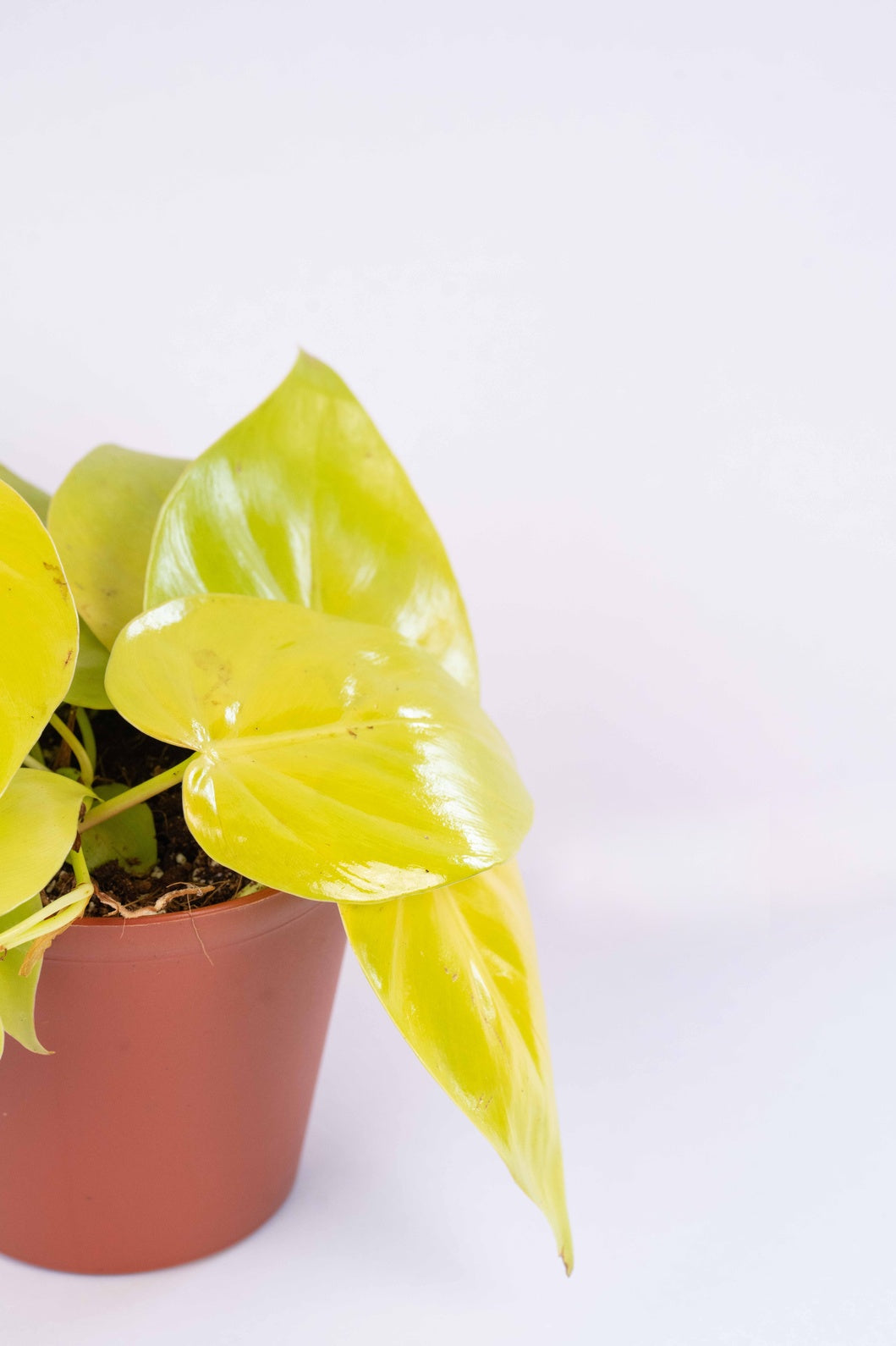 Philodendron Oxycardium Golden Plant