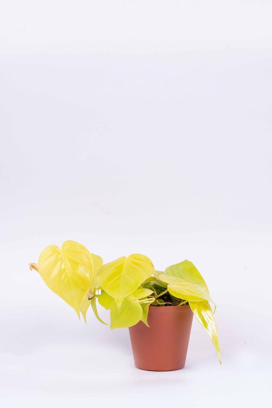 Philodendron Oxycardium Golden Plant