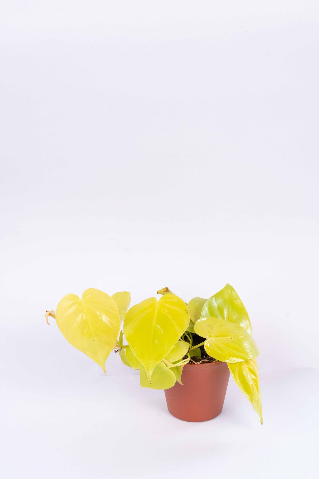 Philodendron Oxycardium Golden Plant