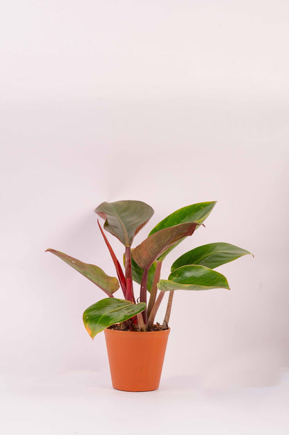 Congo Rojo Philodendron – Red Congo