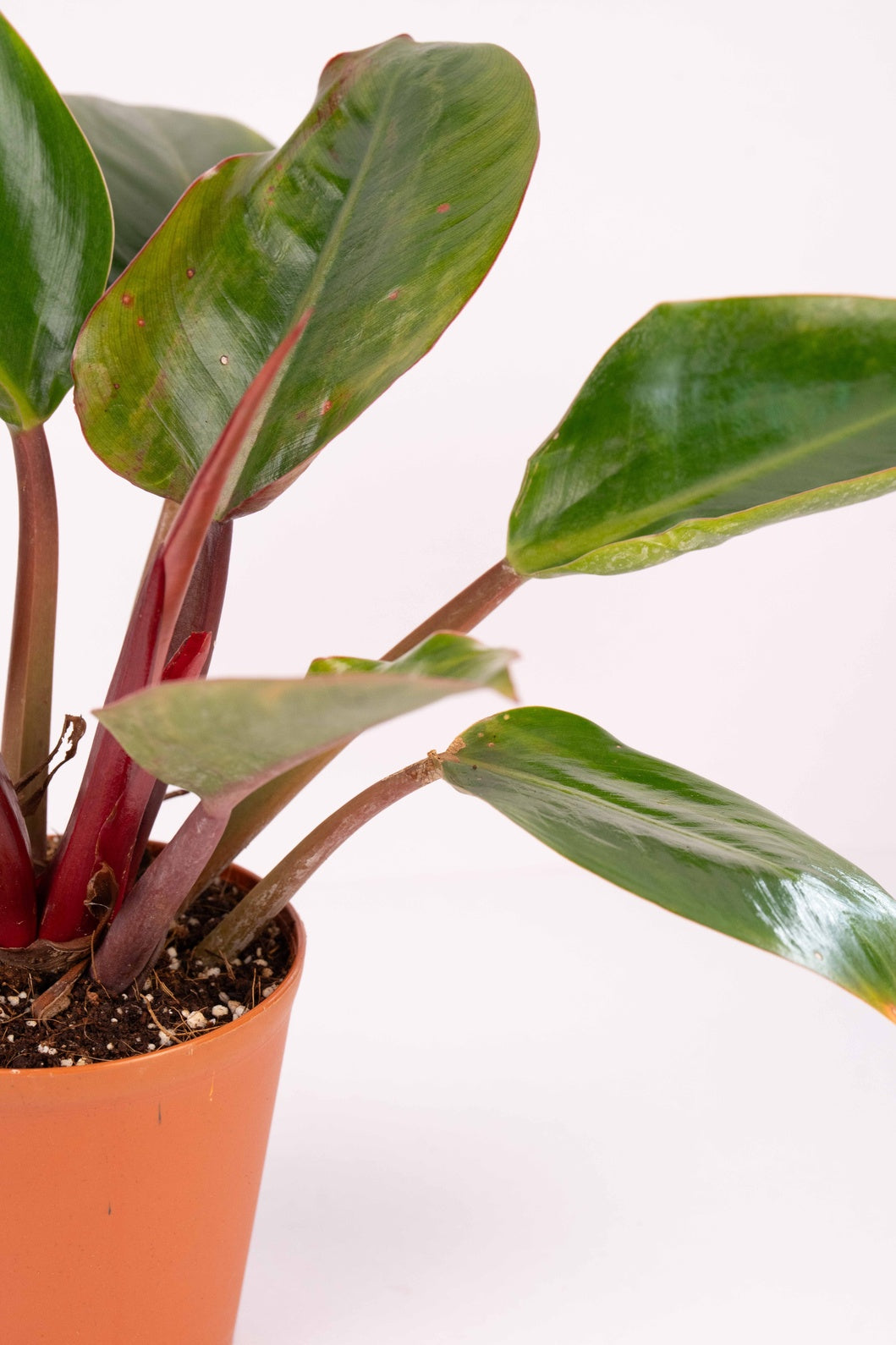 Congo Rojo Philodendron – Red Congo