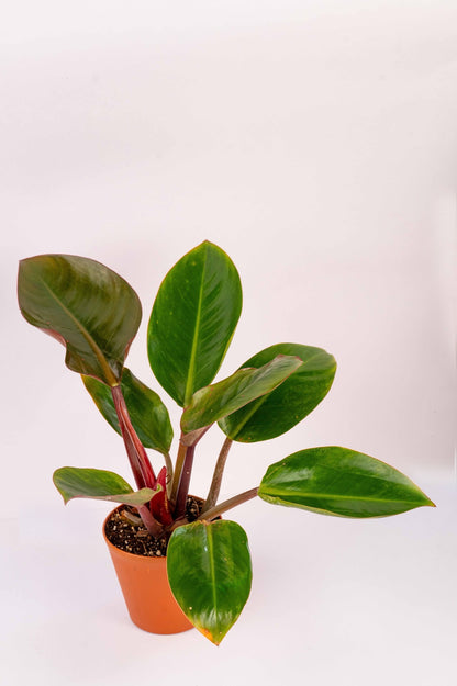Congo Rojo Philodendron – Red Congo