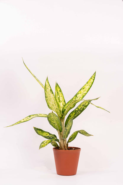 Dieffenbachia  Sublime