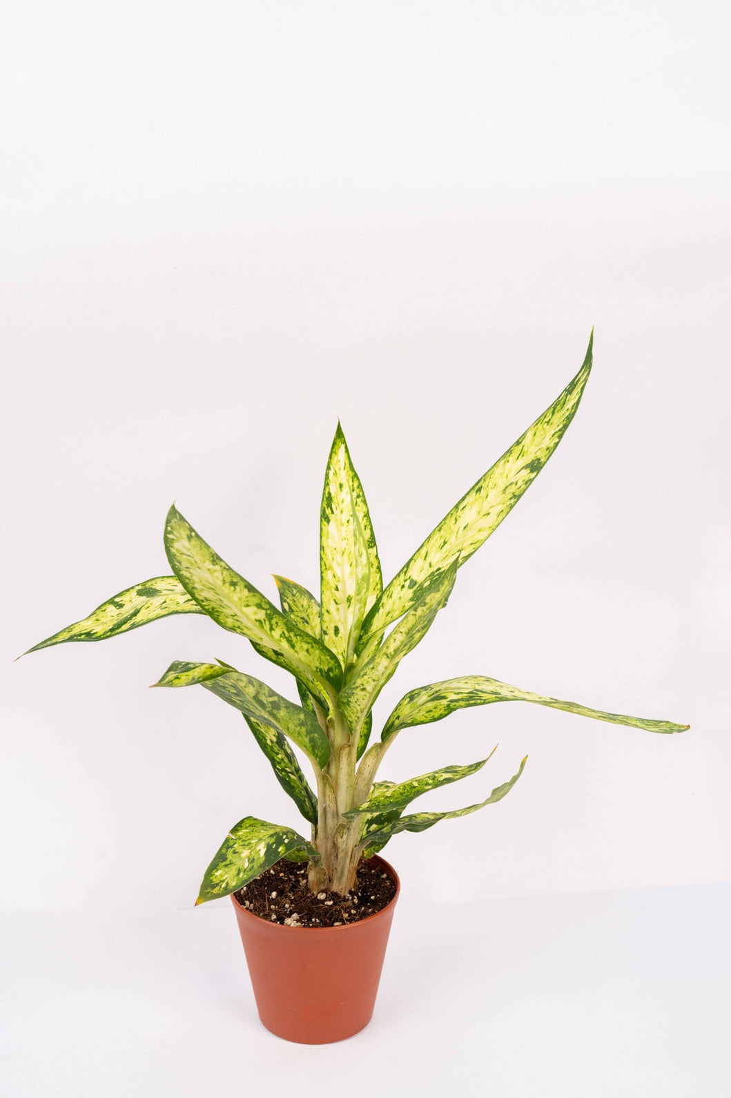 Dieffenbachia  Sublime