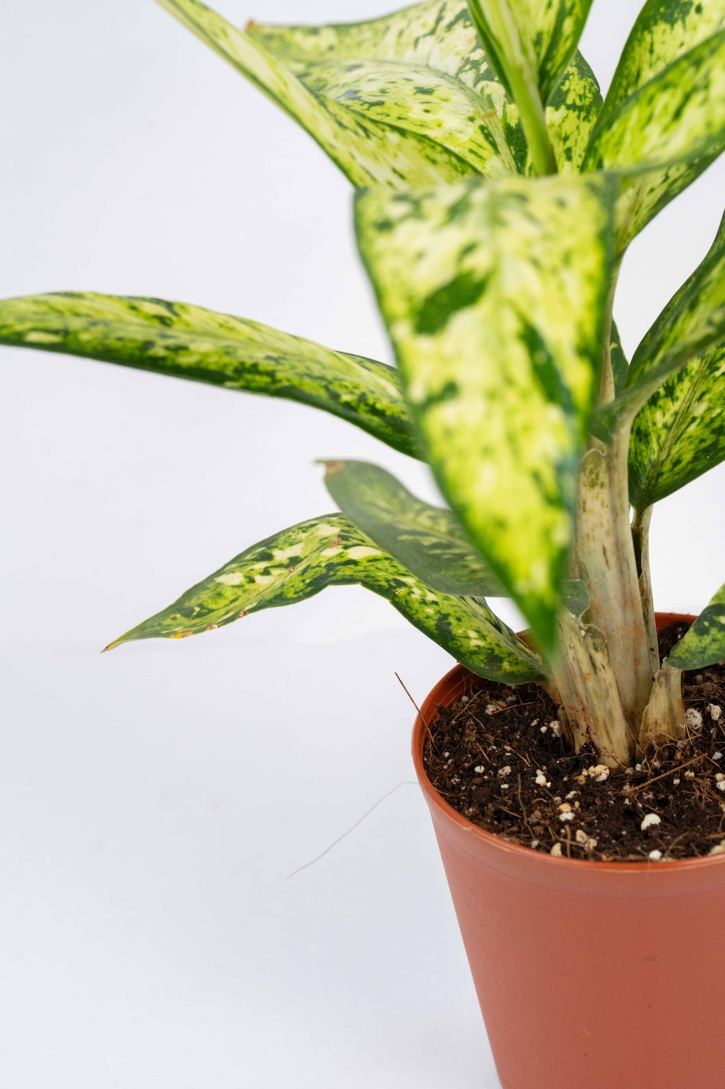 Dieffenbachia  Sublime
