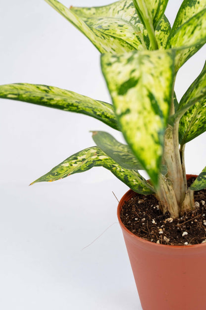 Dieffenbachia  Sublime