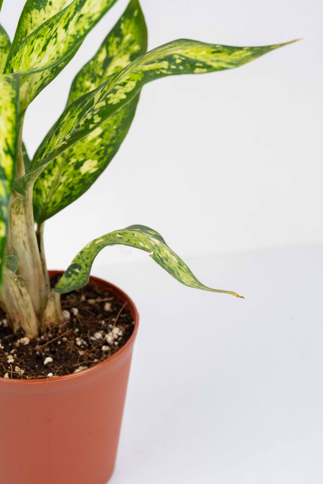 Dieffenbachia  Sublime