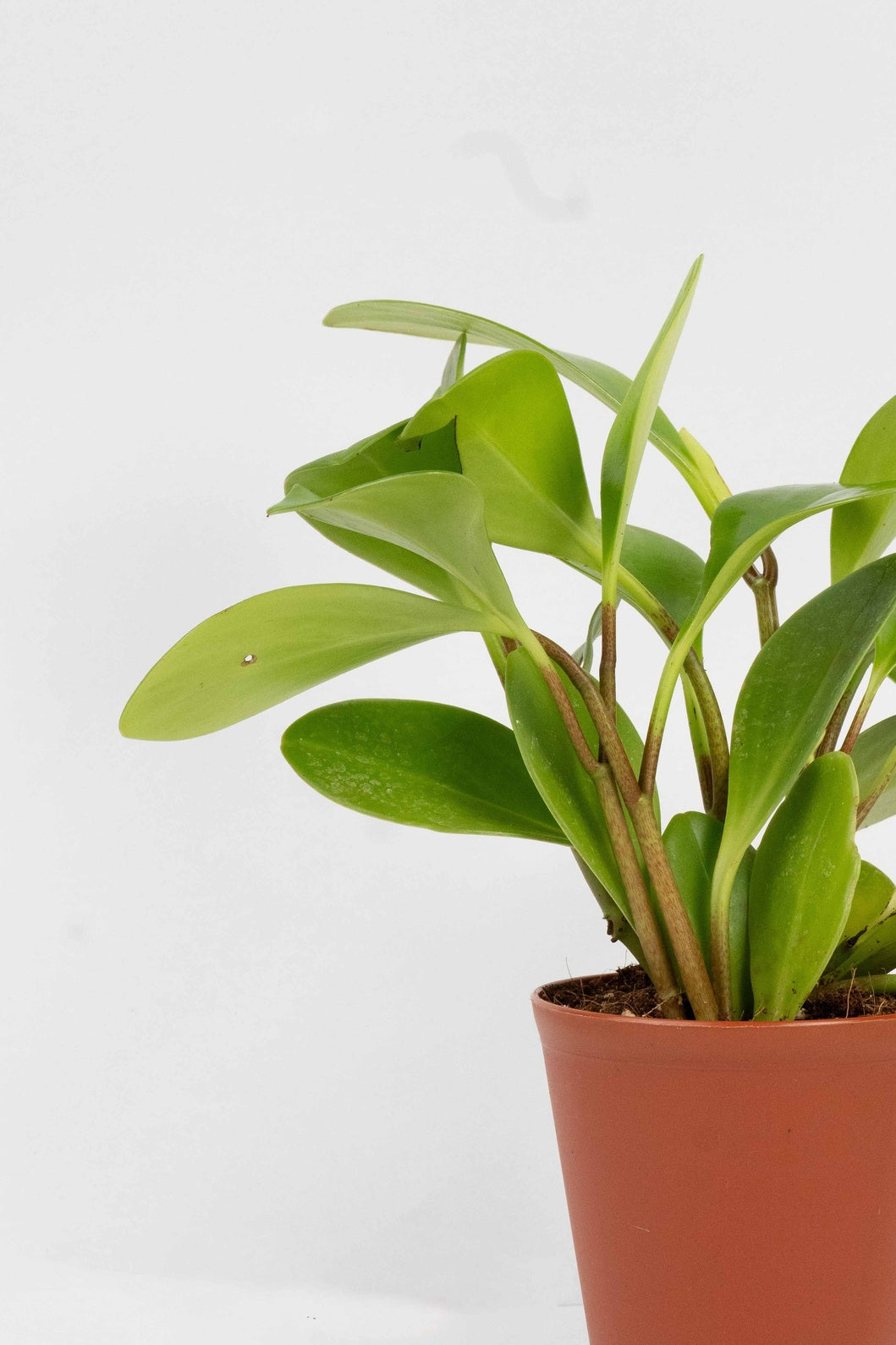 Peperomia Obtusifolia