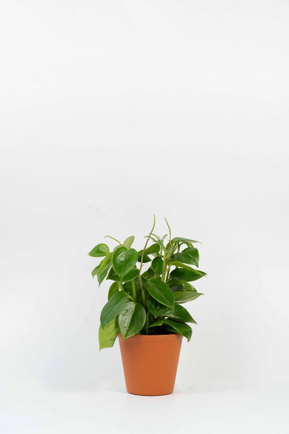Teardrop Peperomia