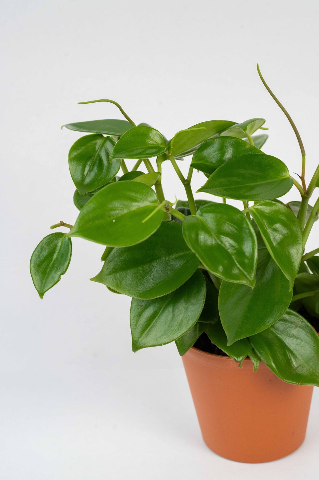 Teardrop Peperomia