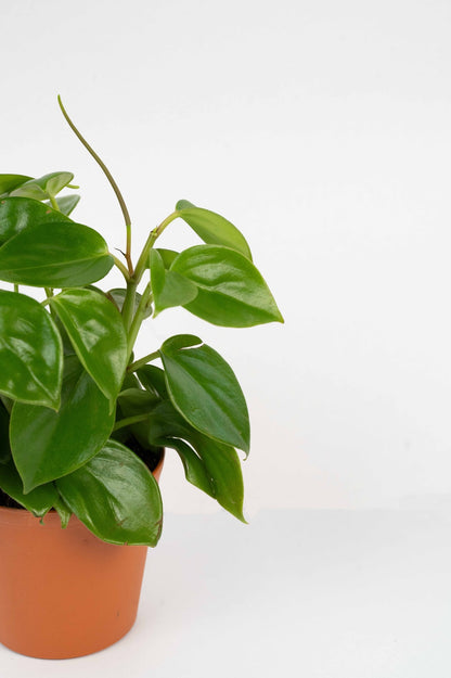 Teardrop Peperomia
