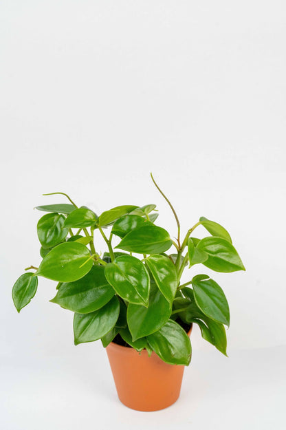 Teardrop Peperomia