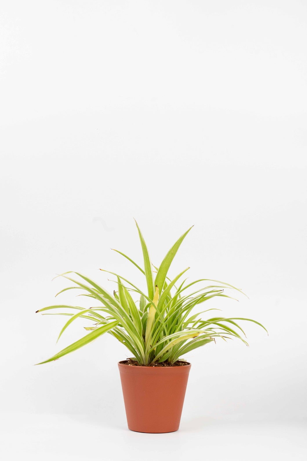 Chlorophytum Spider Plant