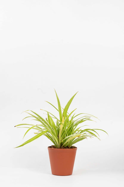 Chlorophytum Spider Plant