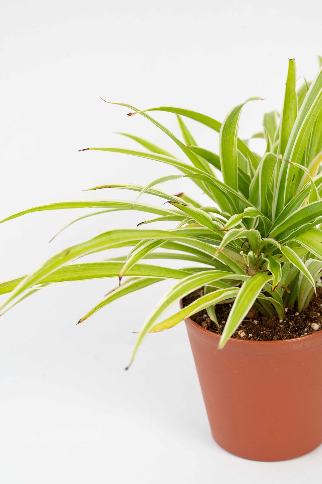 Chlorophytum Spider Plant