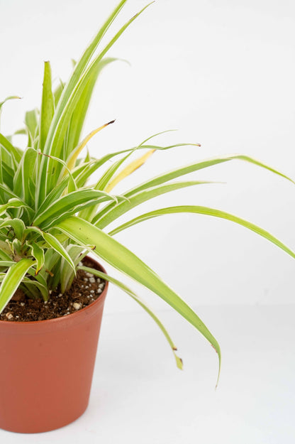 Chlorophytum Spider Plant