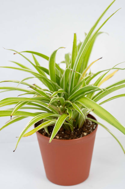 Chlorophytum Spider Plant