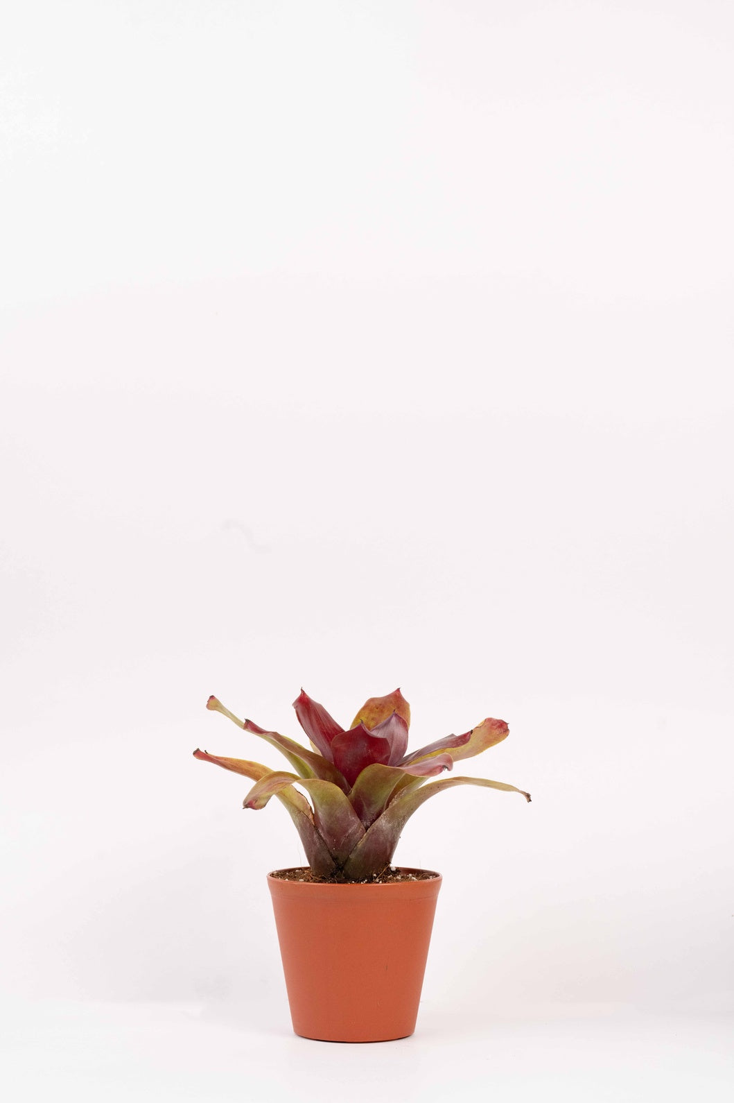 Neoregelia Fireball- Bromelaid