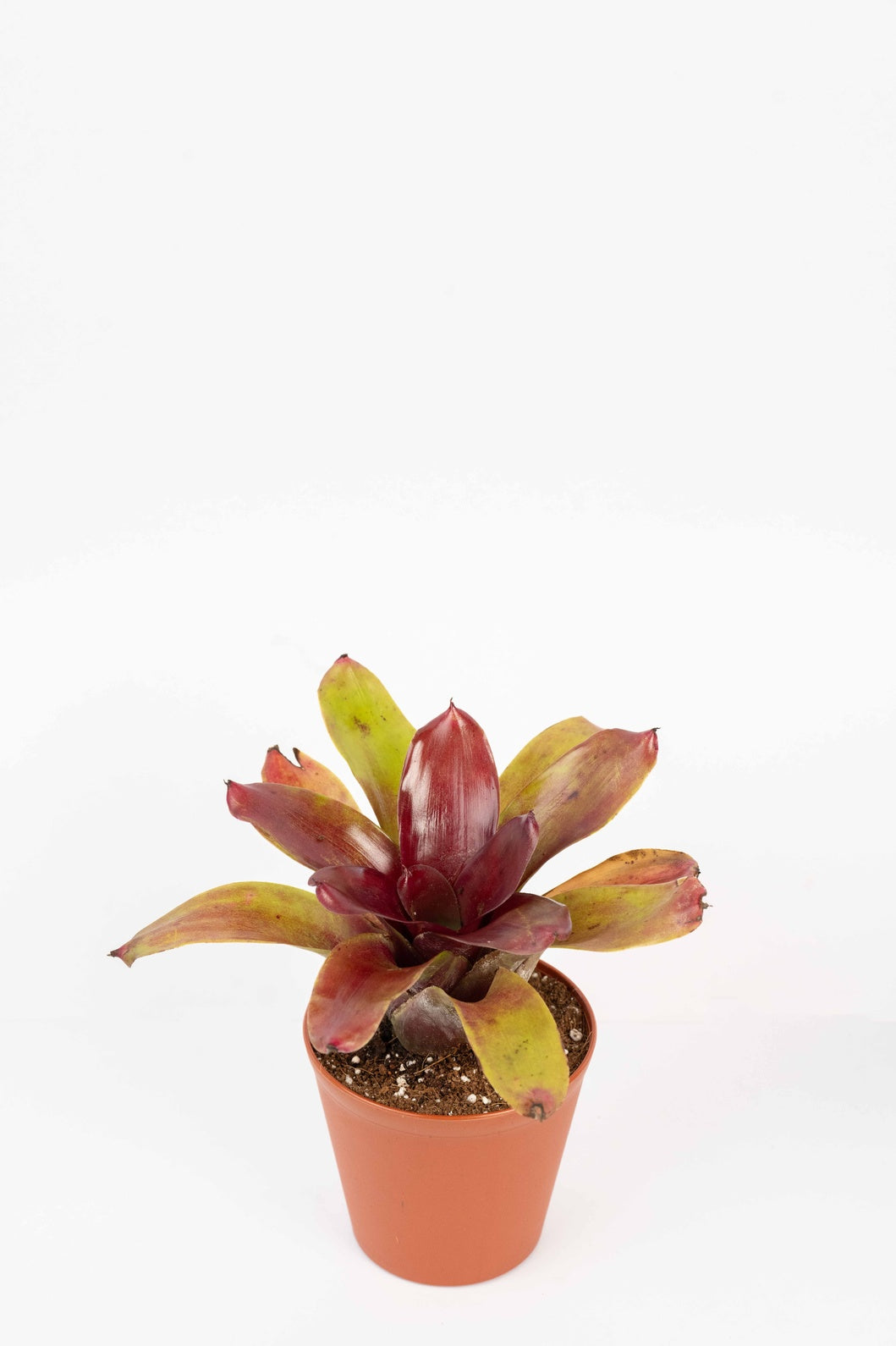 Neoregelia Fireball- Bromelaid