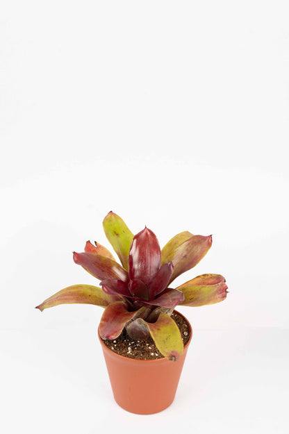 Neoregelia Fireball- Bromelaid