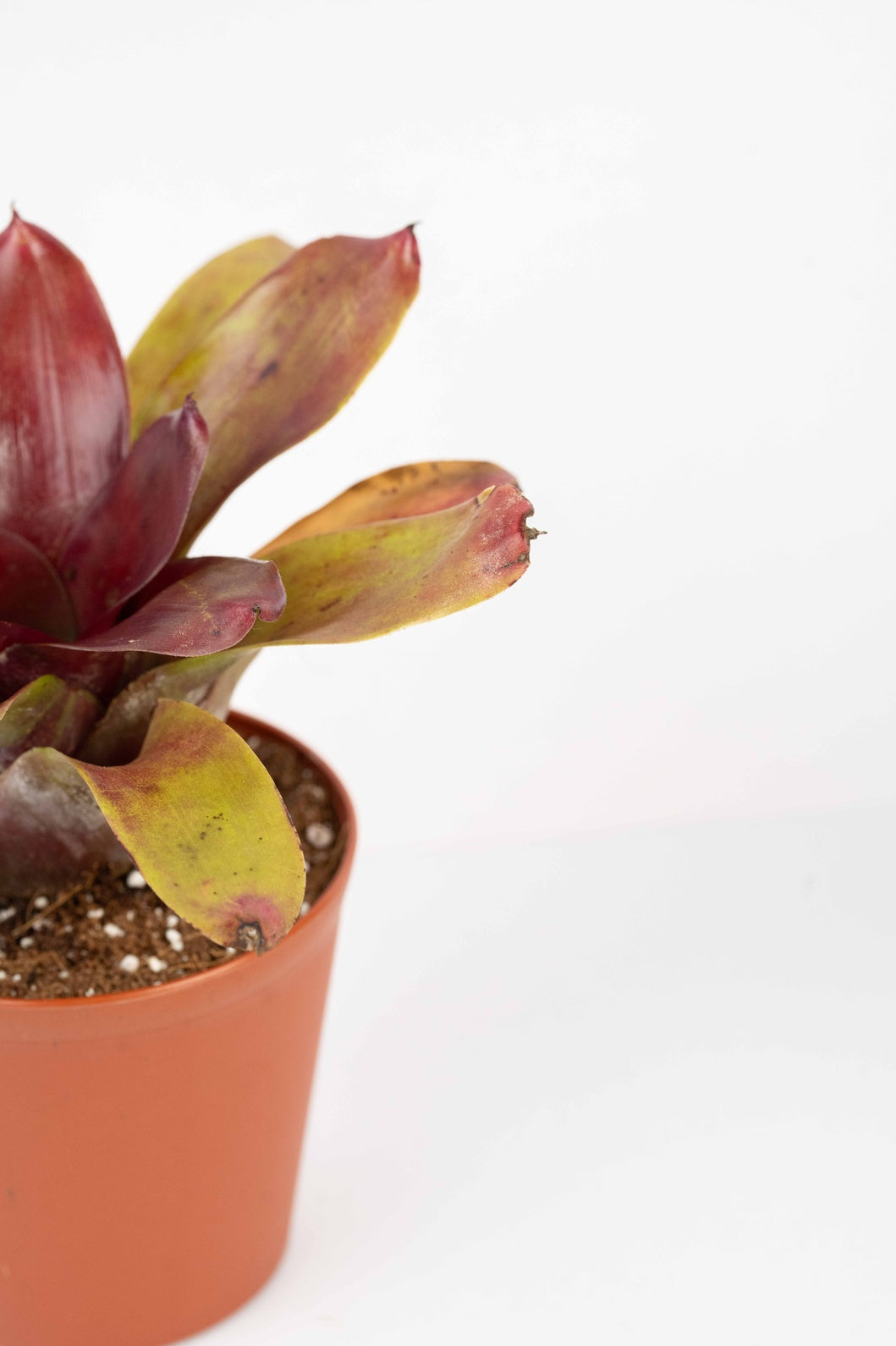 Neoregelia Fireball- Bromelaid