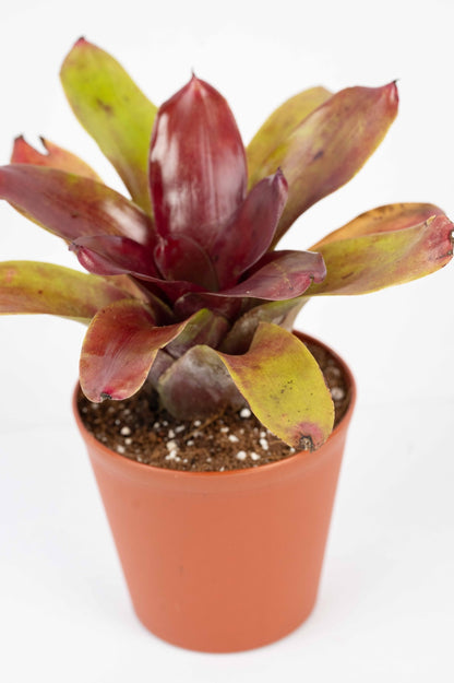 Neoregelia Fireball- Bromelaid