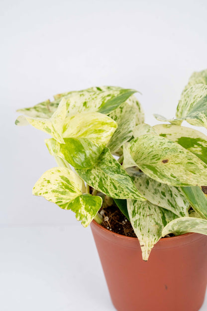 Marble Money Plant