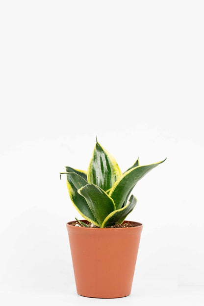 Senseveria - Trifasciata