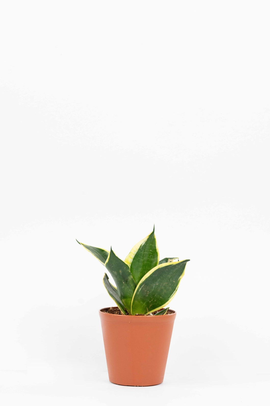 Senseveria - Trifasciata